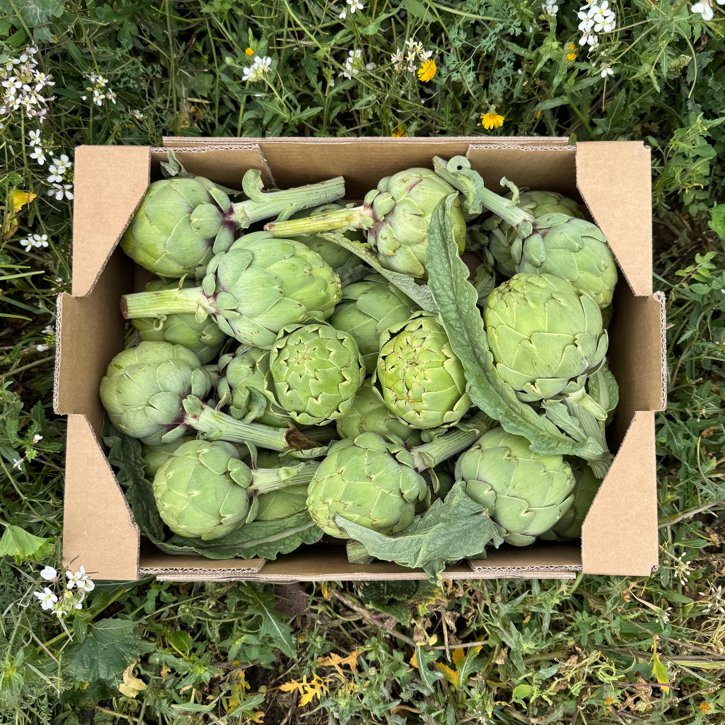 Alcachofa de Nuestros Agricultores