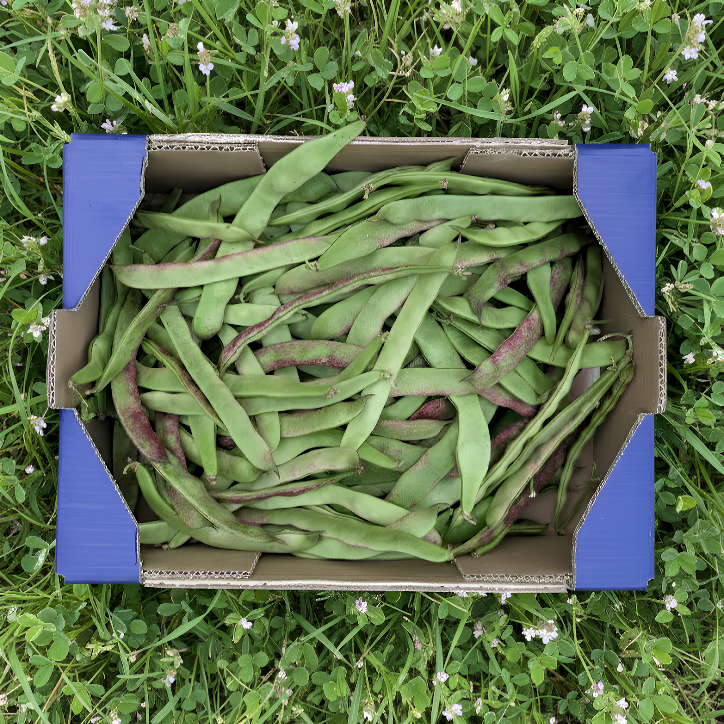 Judía Perona de Nuestros Agricultores