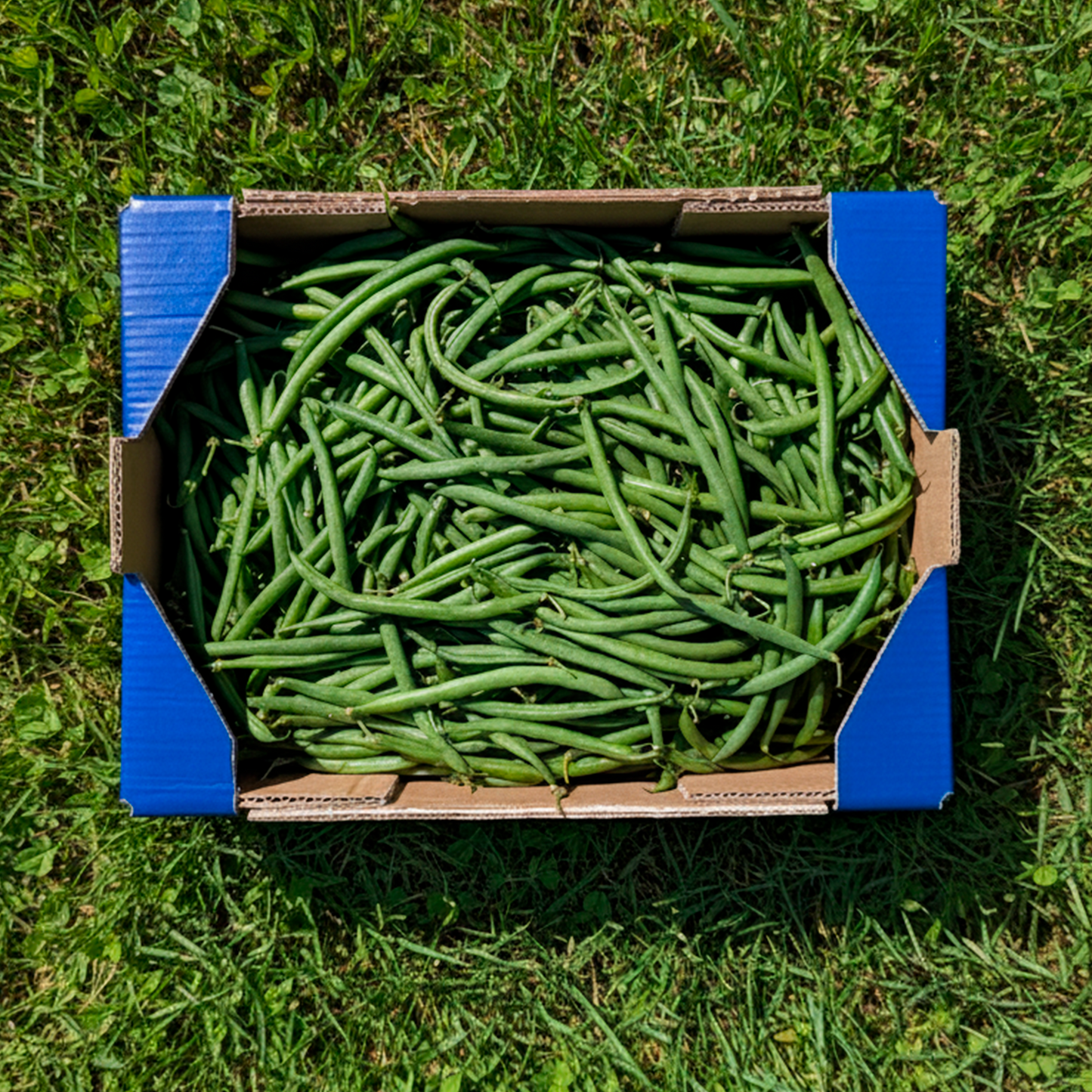Judía de Nuestros Agricultores