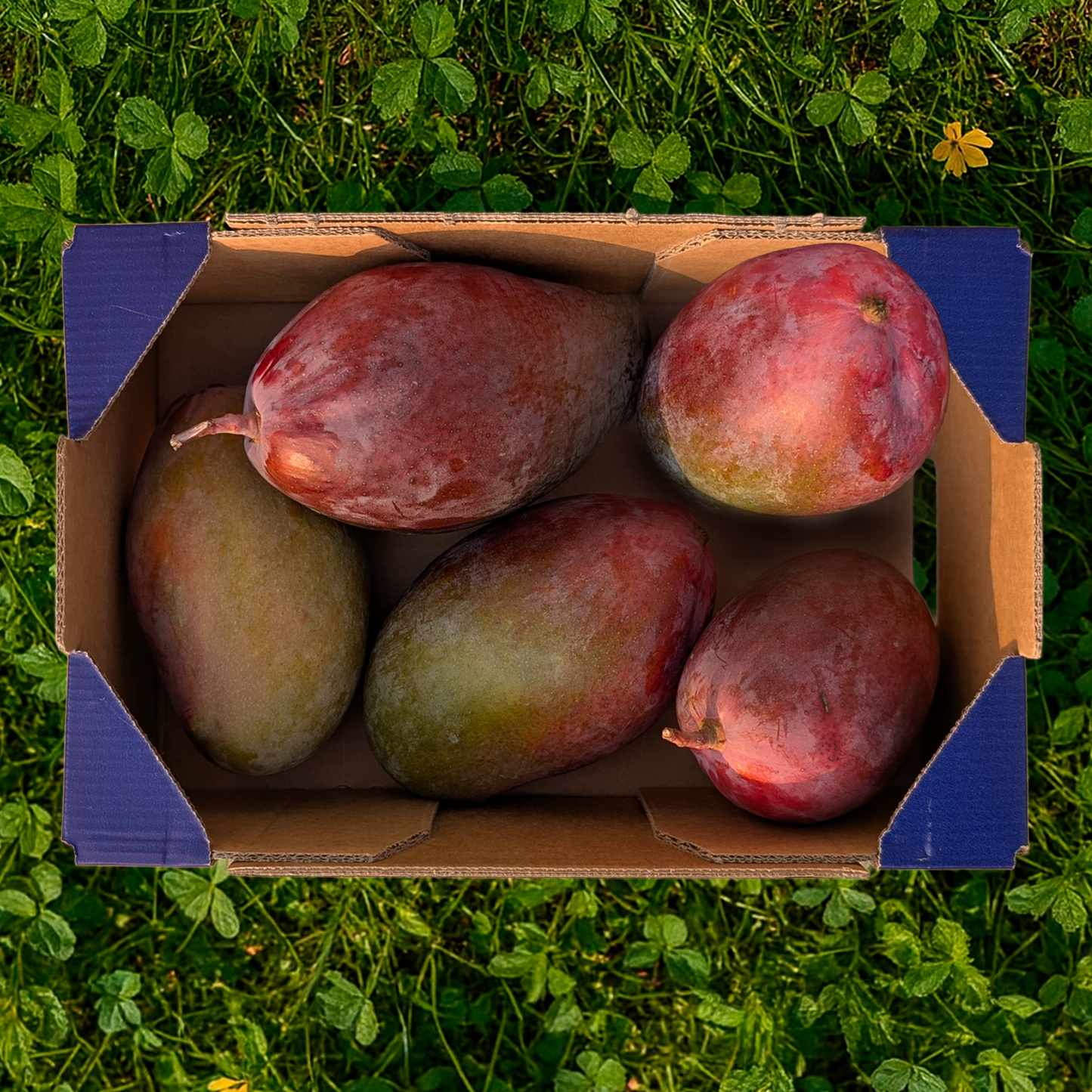 Mango de Nuestros Agricultores