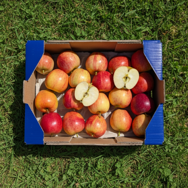 Manzana Gala de Nuestros Agricultores