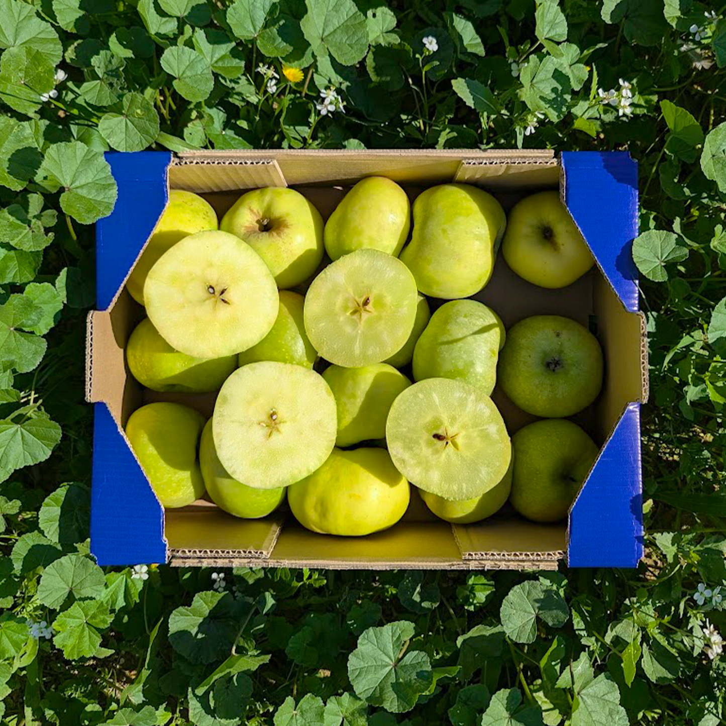 Manzana Esperiega de Nuestros Agricultores