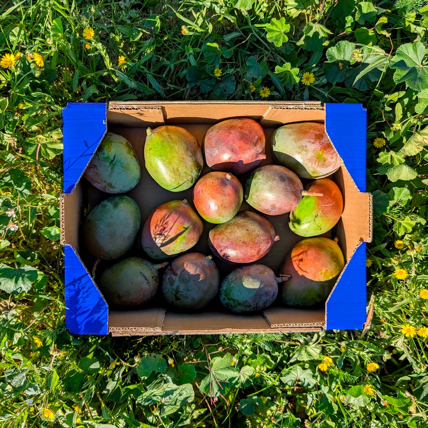 Mini Mango de Nuestros Agricultores