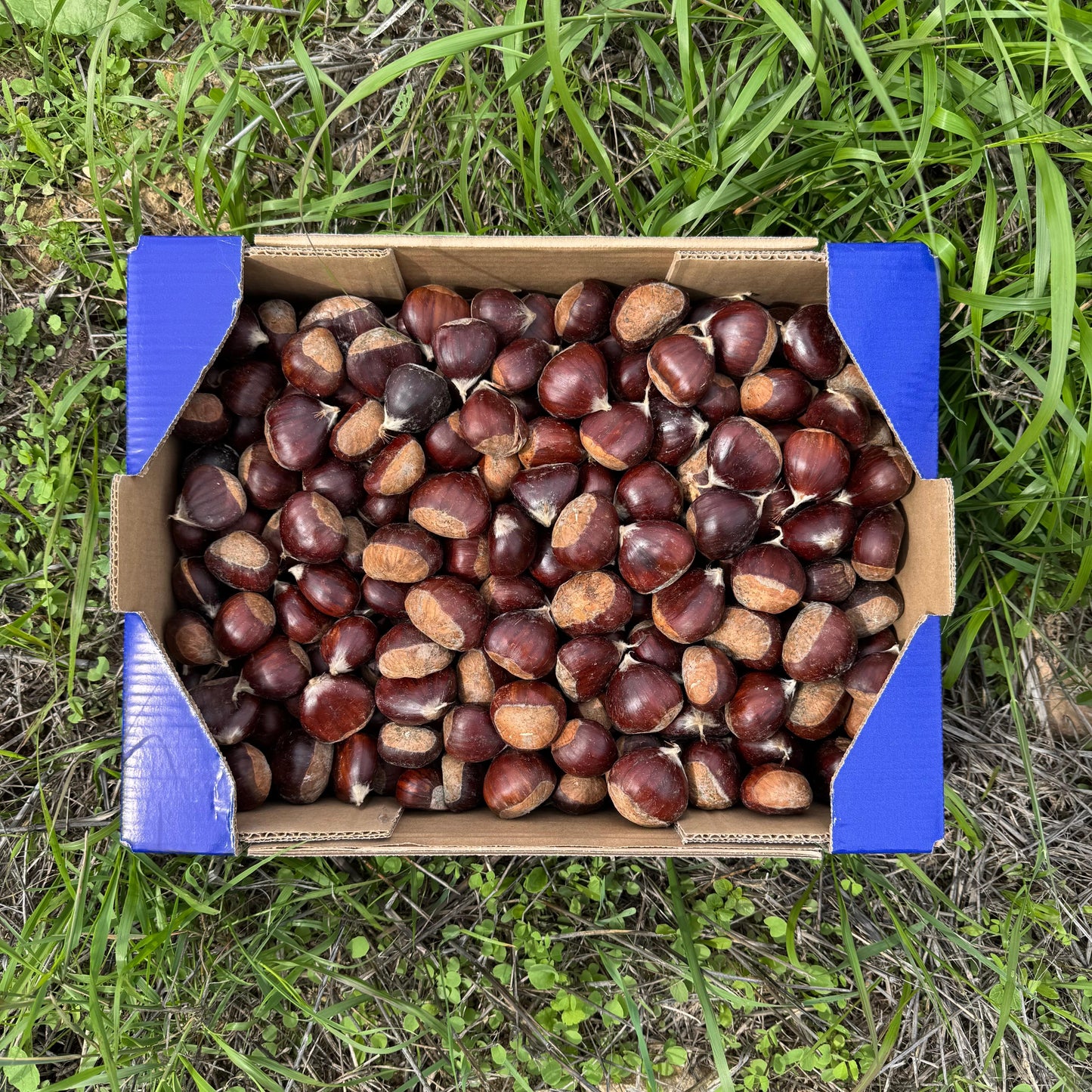 Castañas de Nuestros Agricultores