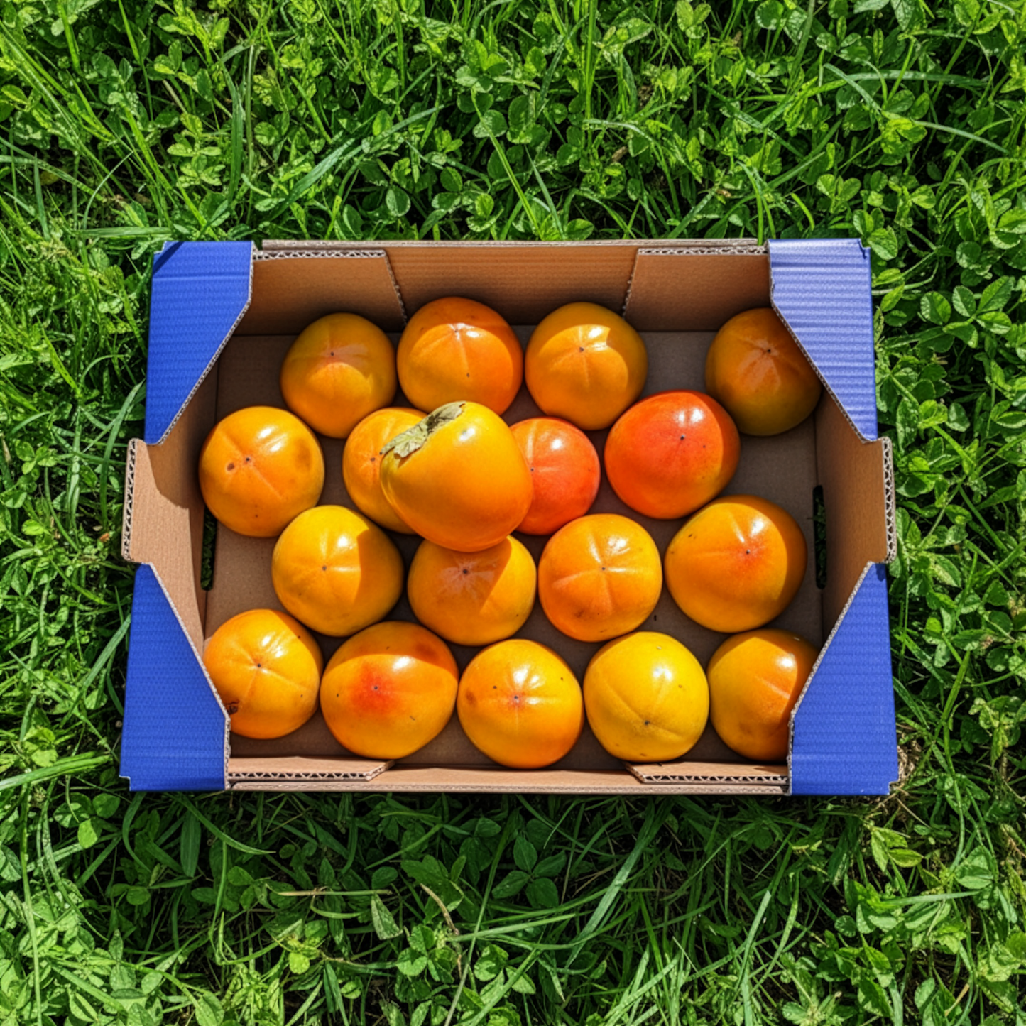 Caqui de Nuestros Agricultores