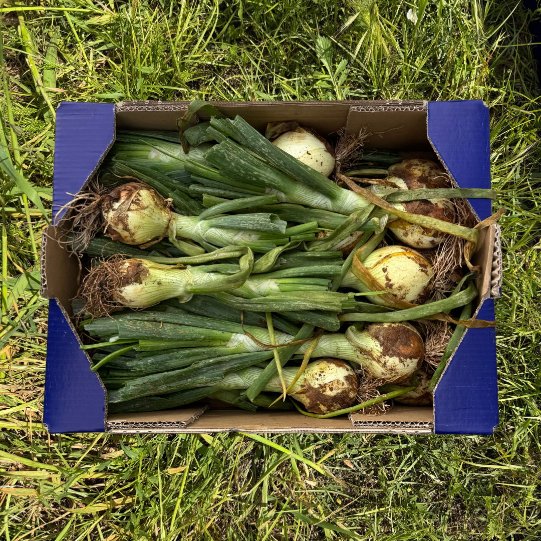 Cebolla Tierna de Nuestros Agricultores