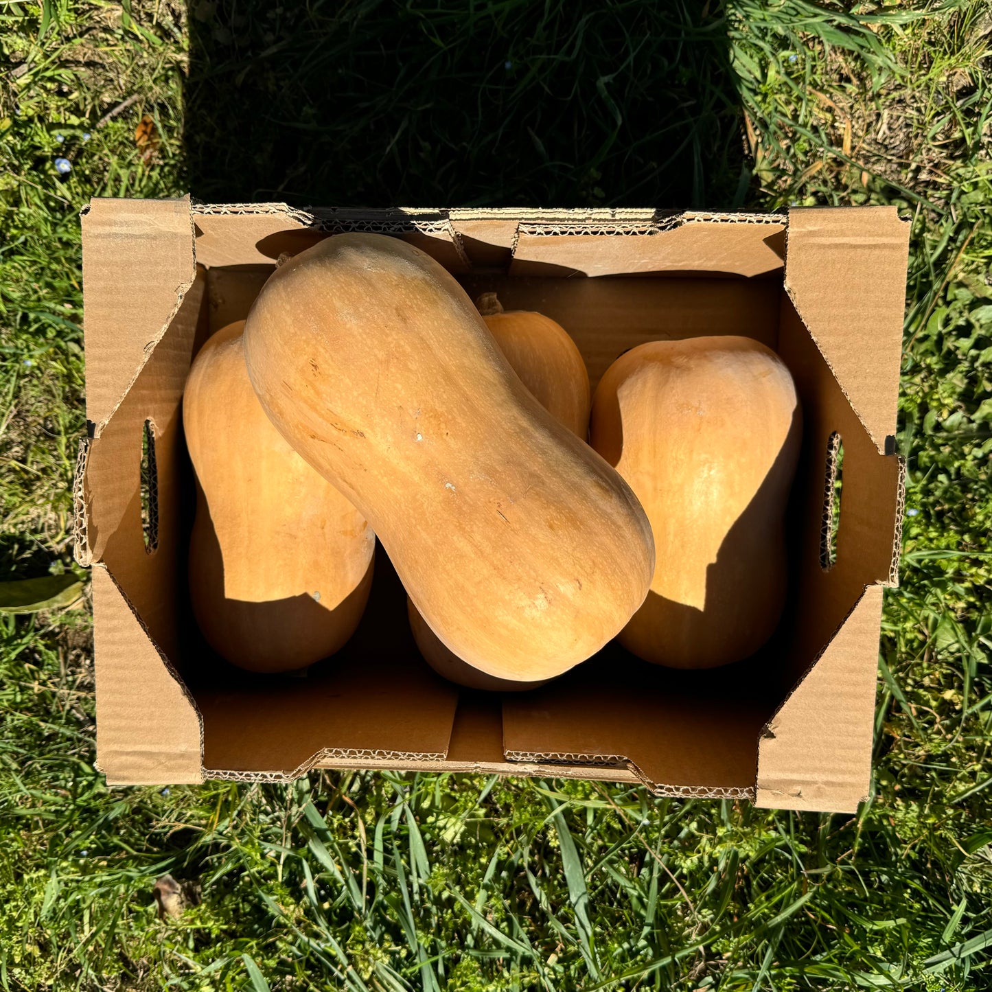 Calabaza de Cacahuete de Nuestros Agricultores - 8kg