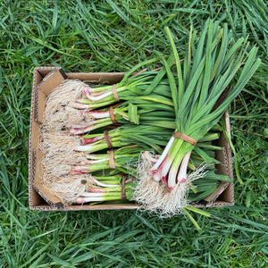 Mini Puerro de Nuestros Agricultores Españoles