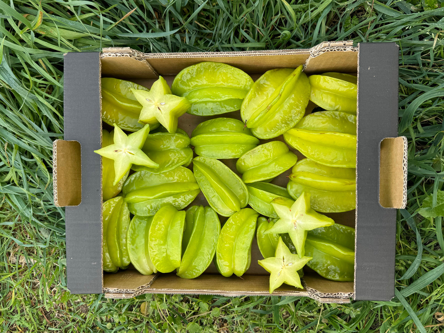 Caja de Carambola - 1.8kg aprox