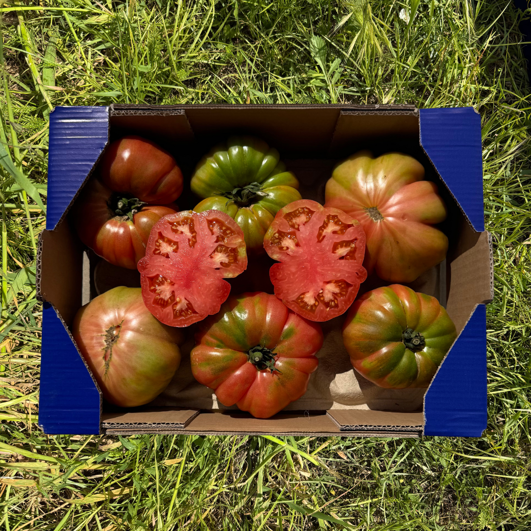 Tomate Barbastro de Nuestros Agricultores