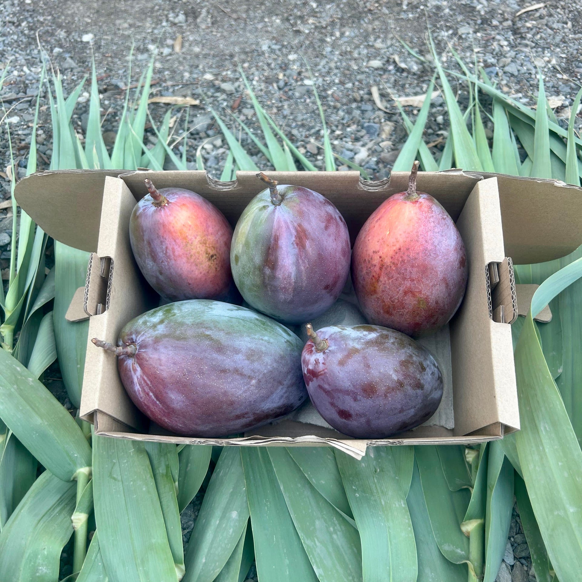 MangodeNuestrosAgricultoresdeMálaga