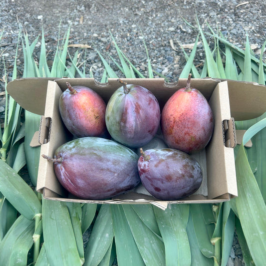 Mango de Nuestros Agricultores de Málaga