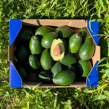 Aguacate de Nuestros Agricultores