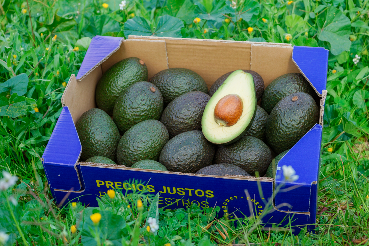 Aguacate de Nuestros Agricultores