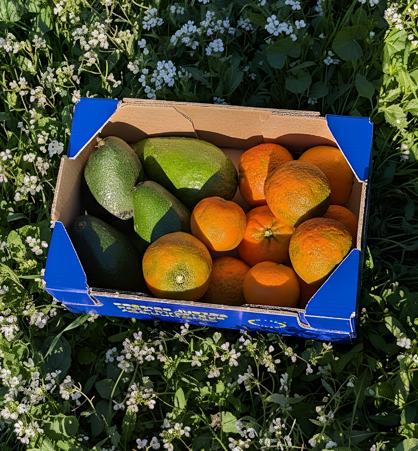Mandarina y Aguacate de Nuestros Agricultores