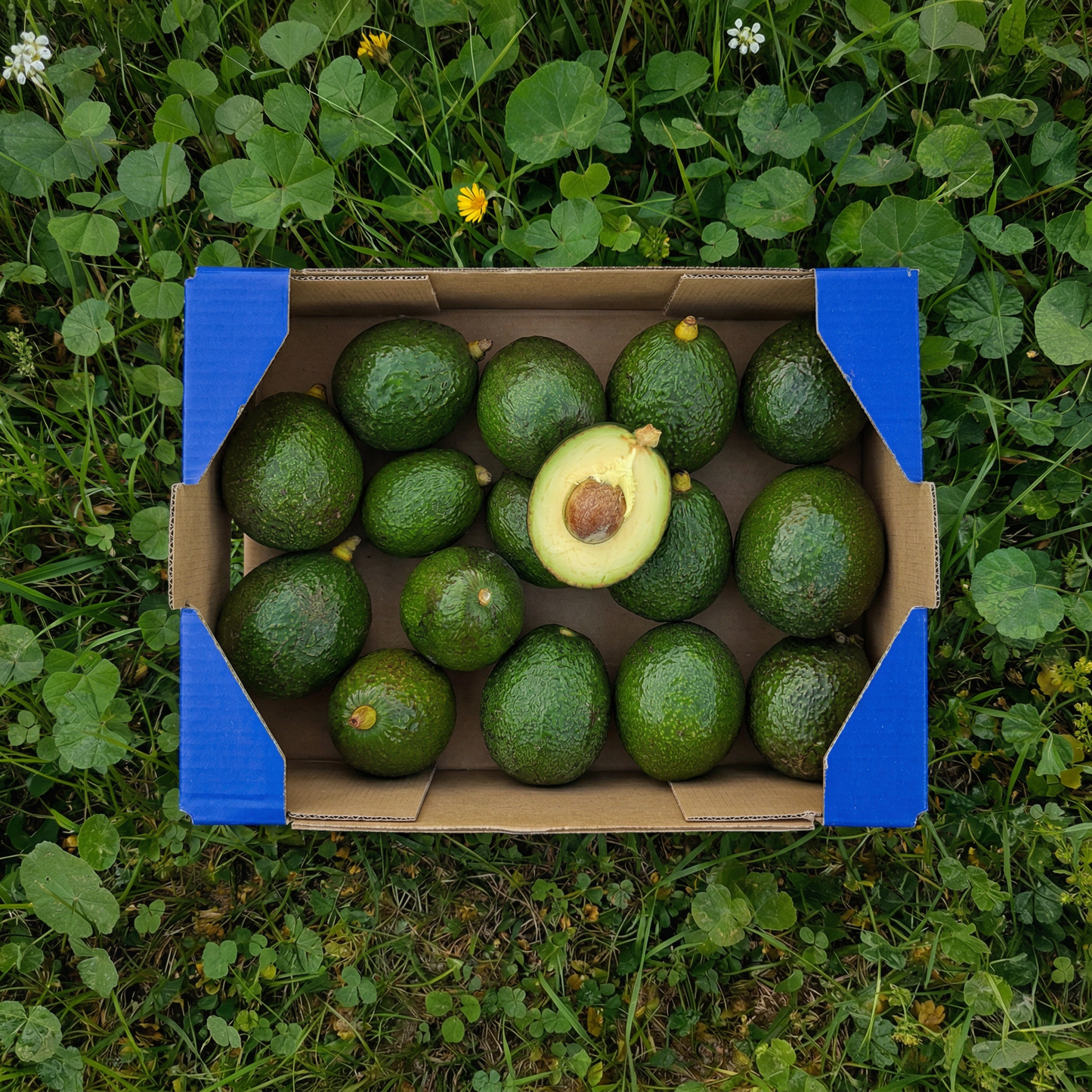 Aguacate de Nuestros Agricultores