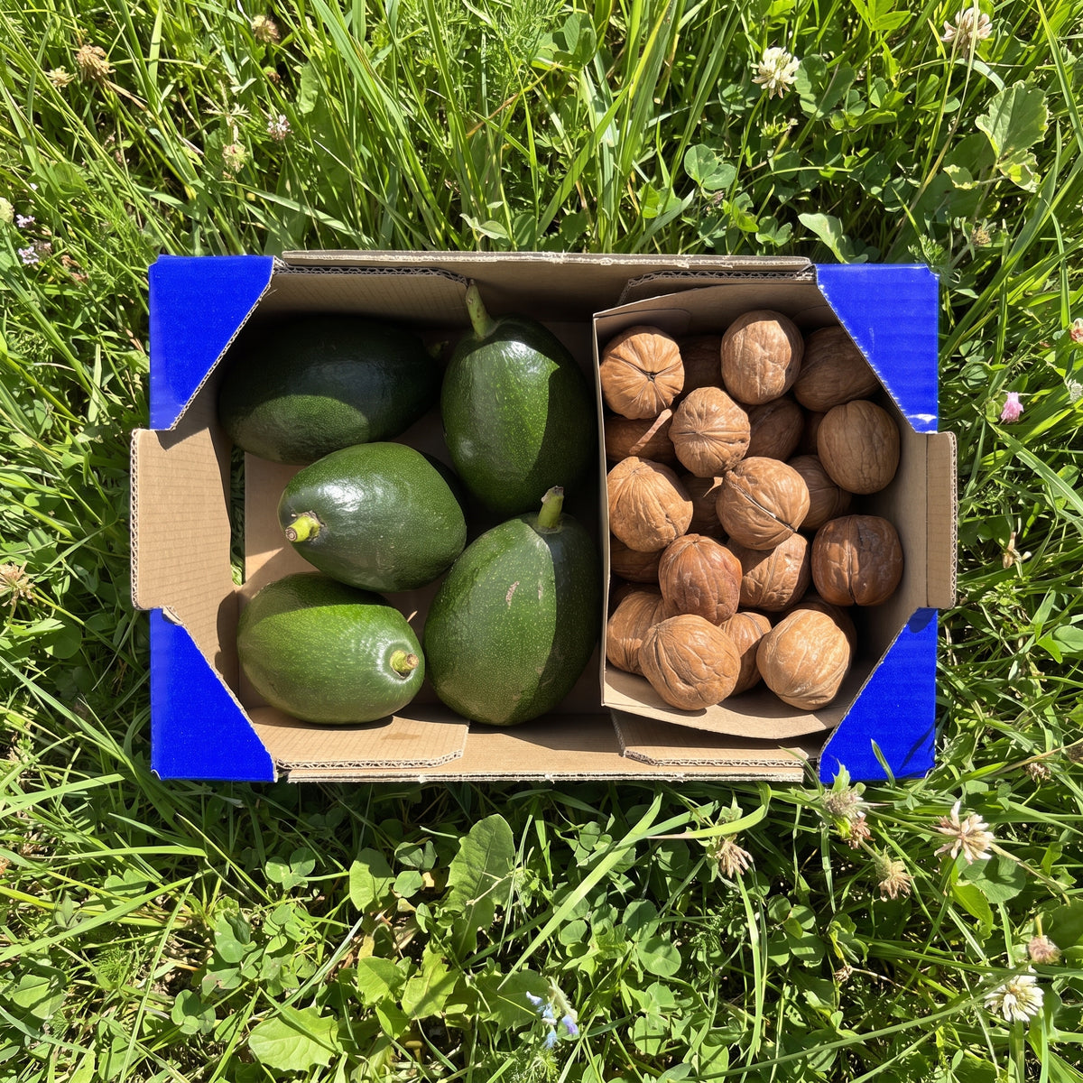 1kg Aguacate + 0.5kg Nueces