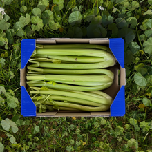 Apio de Nuestros Agricultores