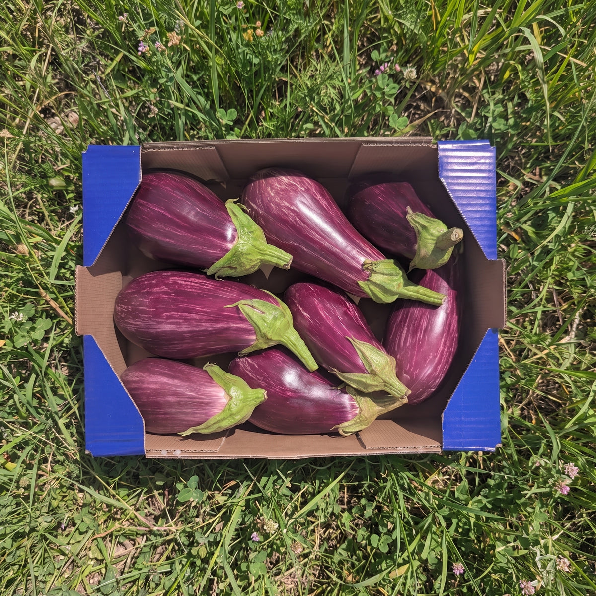 Berenjena Rayada de Nuestros Agricultores