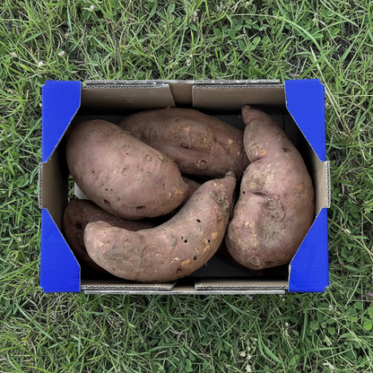 Boniato Naranja de Nuestros Agricultores