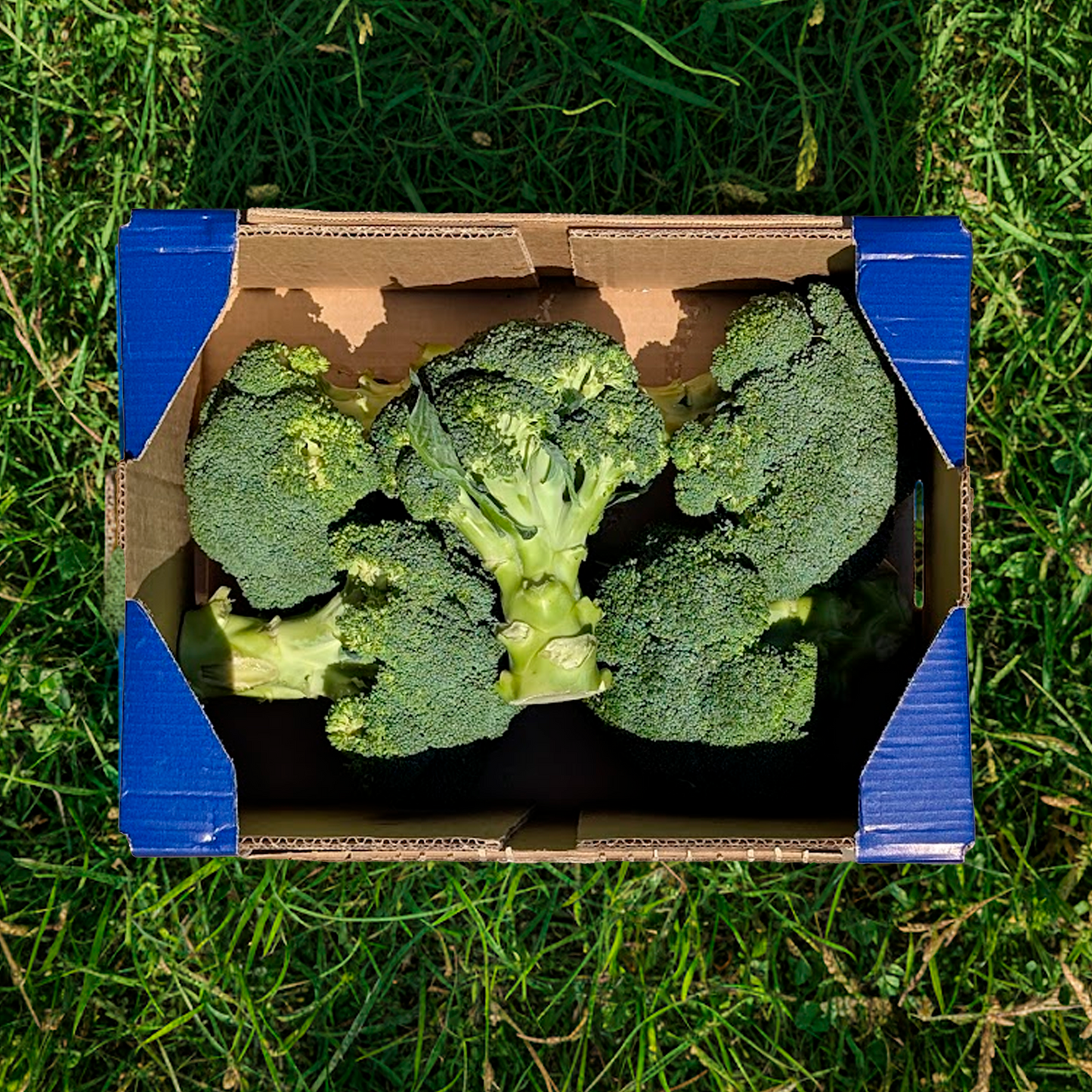 Brócoli - 3kg