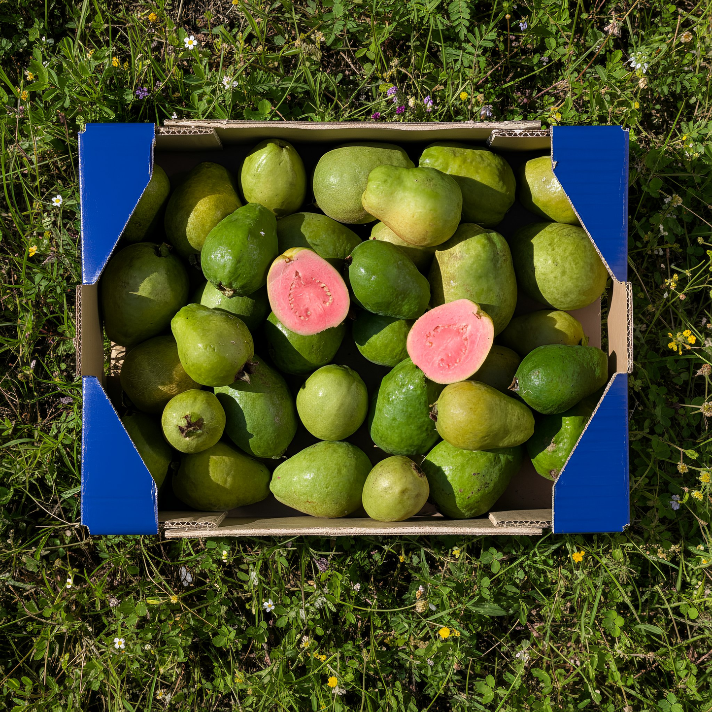 Guayaba de Nuestros Agricultores