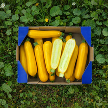 Calabacín Amarillo Nuestros Agricultores