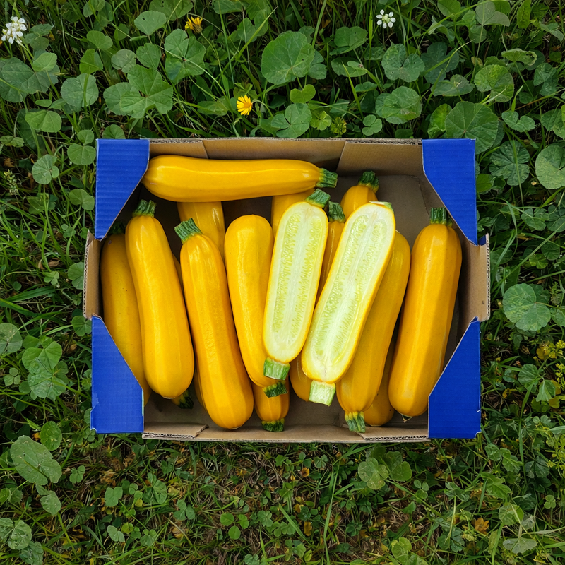 Calabacín Amarillo