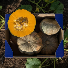 Calabaza de Horno - 7kg