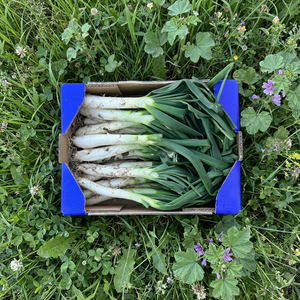 Calçots