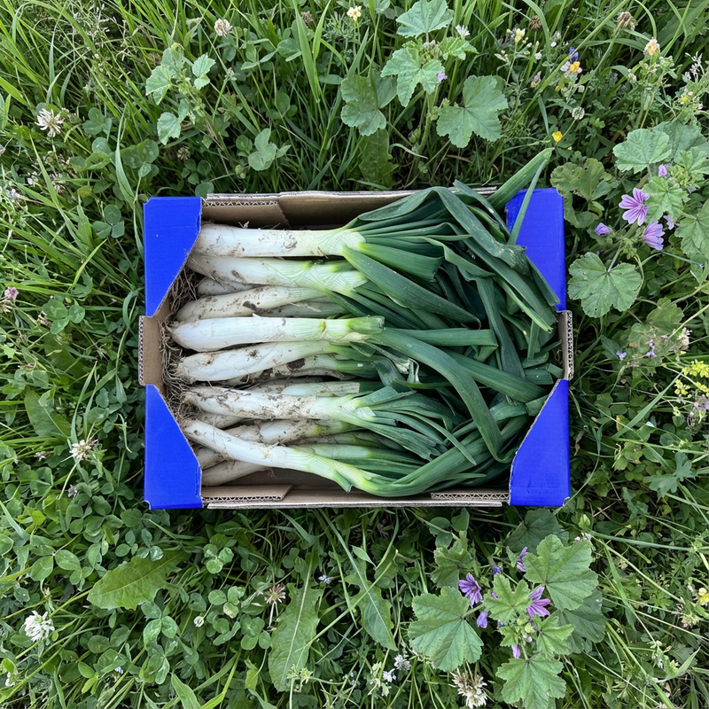 Calçots