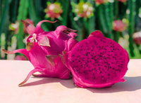 Pitaya Variante 1