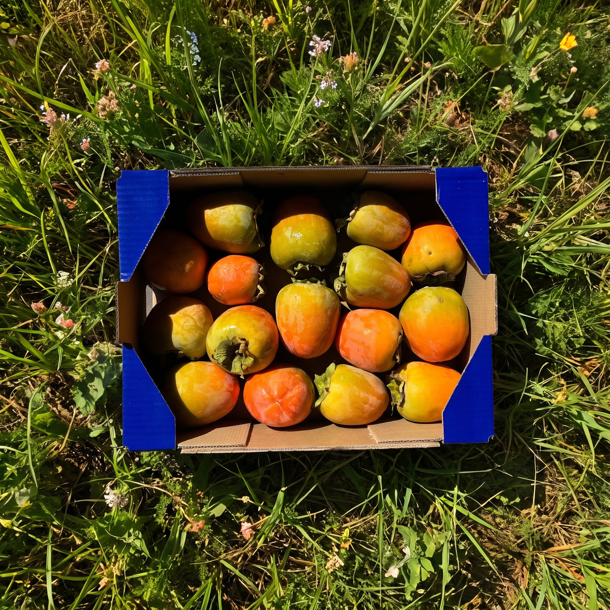 Caqui de Nuestros Agricultores