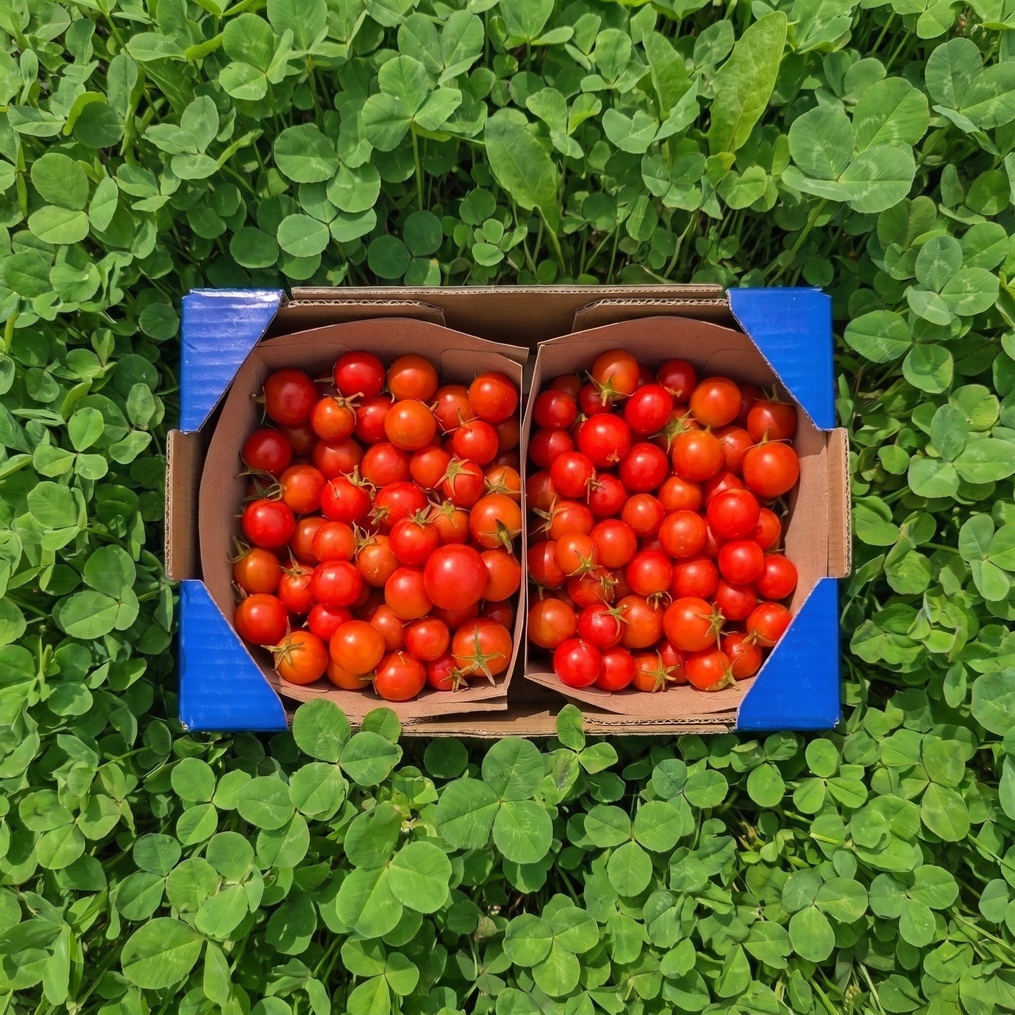 Tomate Cherry Lazarino