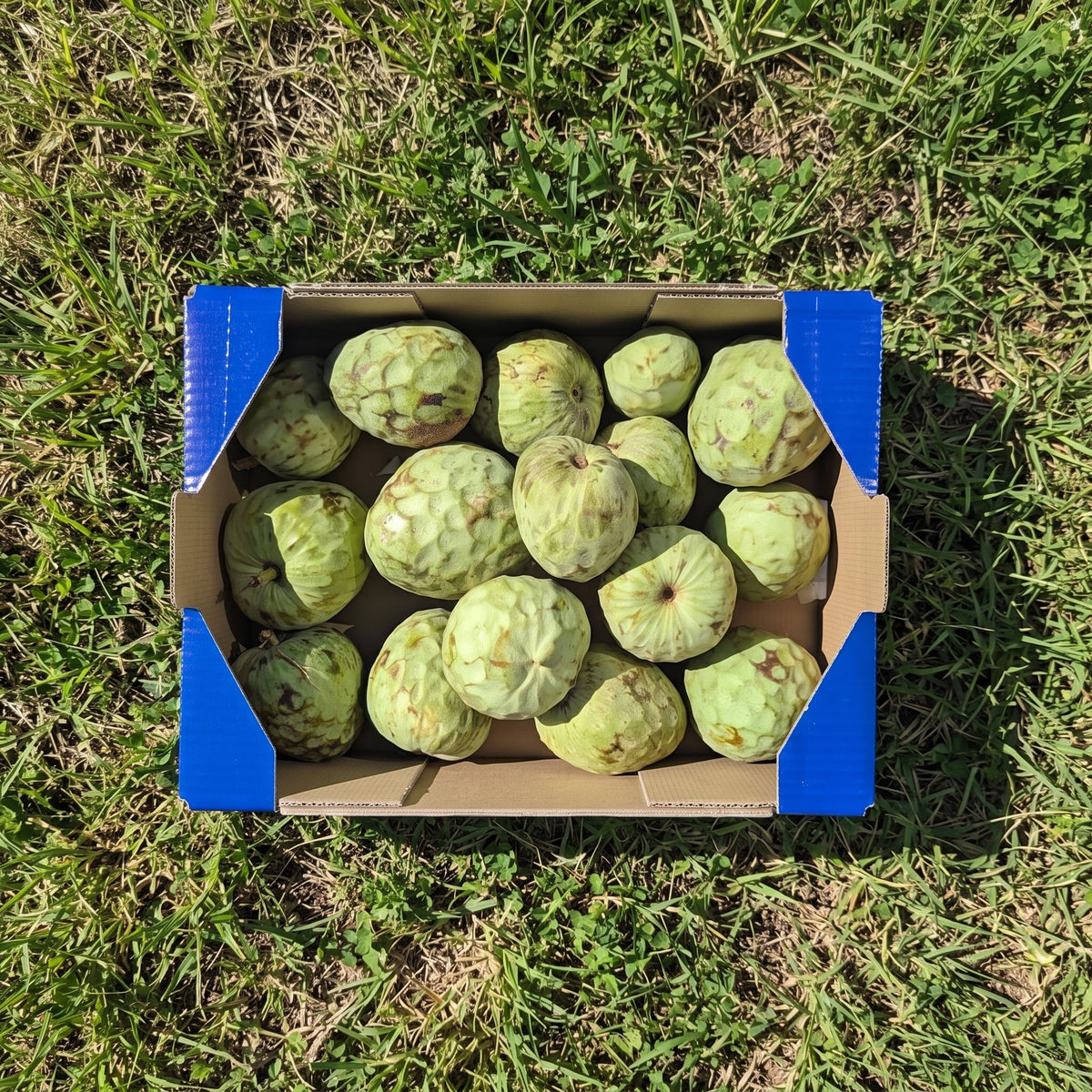 Chirimoya de Nuestros Agricultores