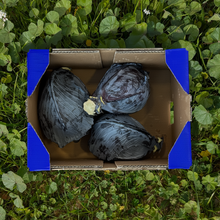 Col Lombarda - 3 piezas