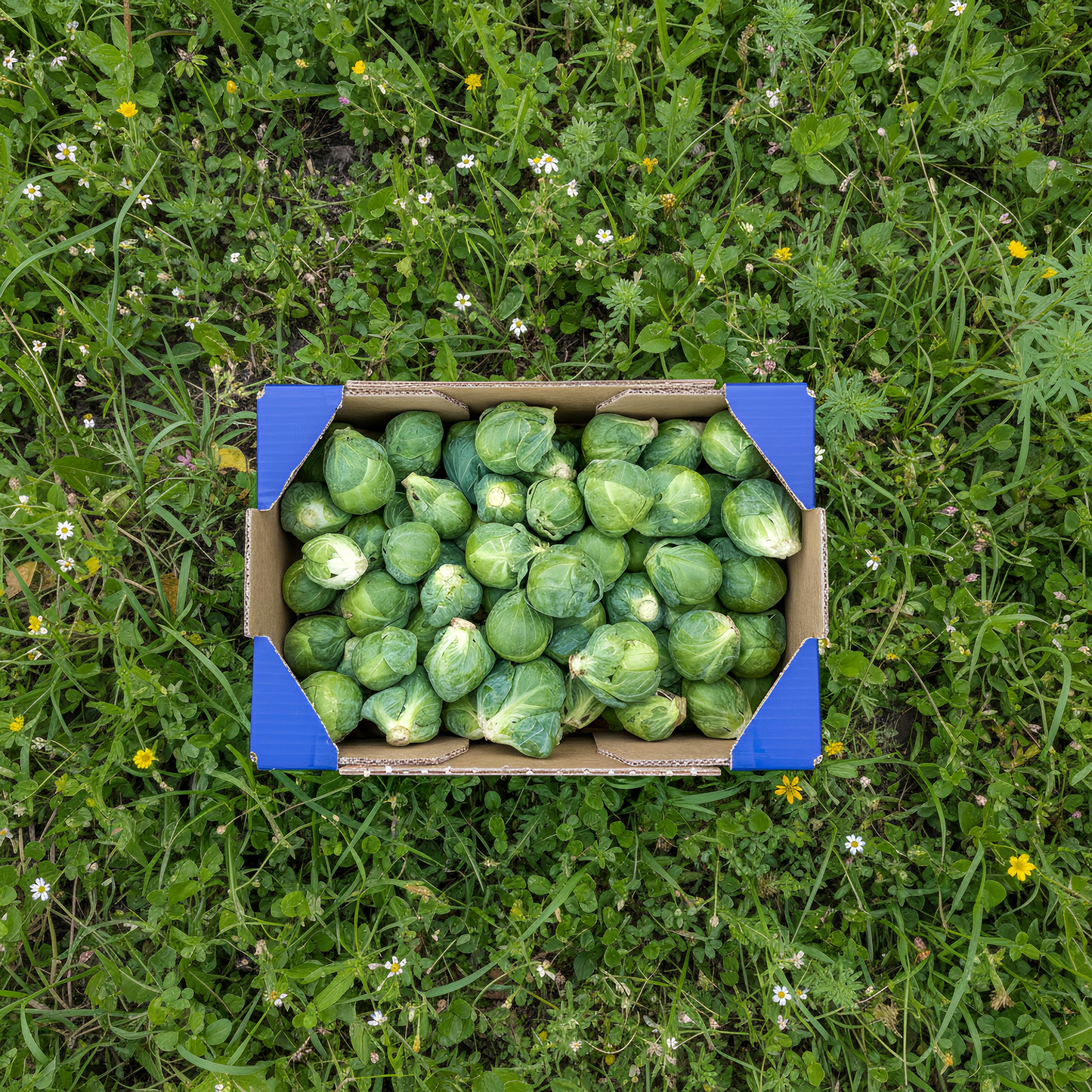 Col de Bruselas - 1.75gr