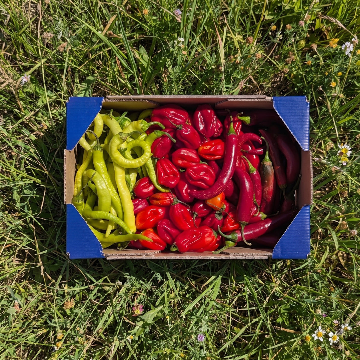 400gr Piparra + 400gr Habanero + 200gr Pimiento Rojo Picante