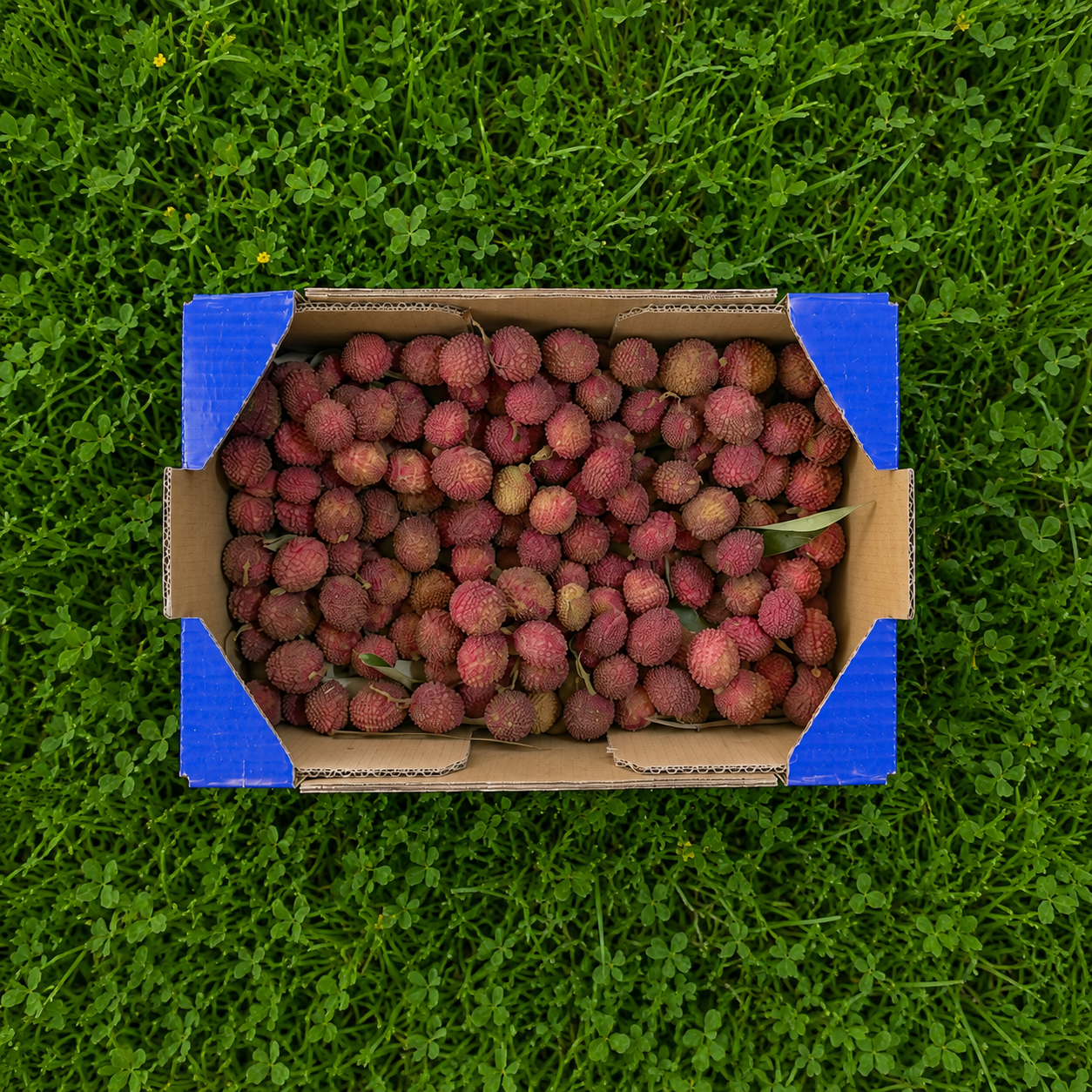 Litchi Ecológico - 1.2kg