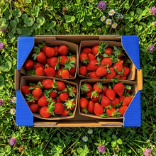 Fresas