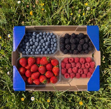 0.5kg Fresas + 0.5kg Arándanos + 250gr Mora + 250gr Frambuesa