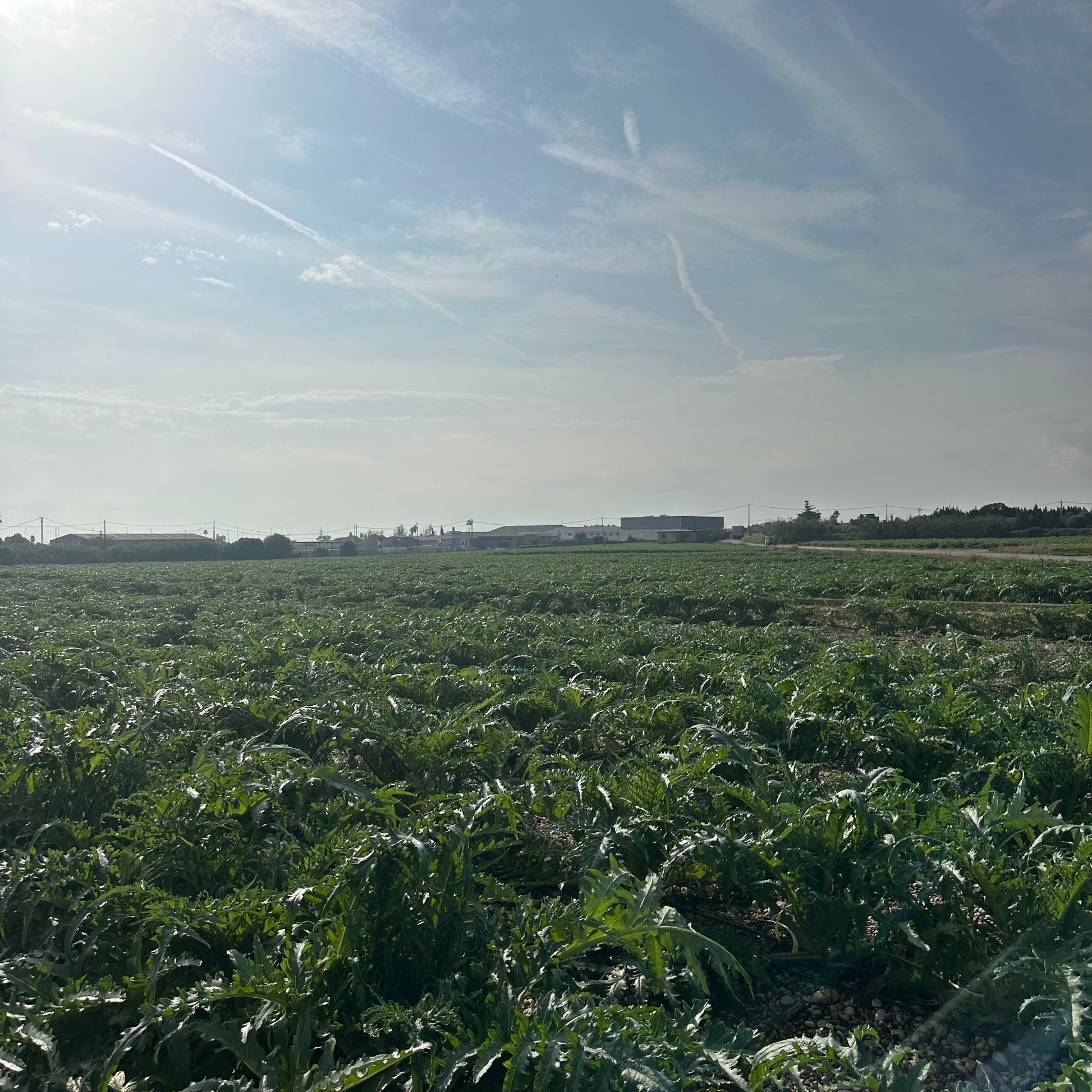 Alcachofa de Benicarló Europa Agricult Product
