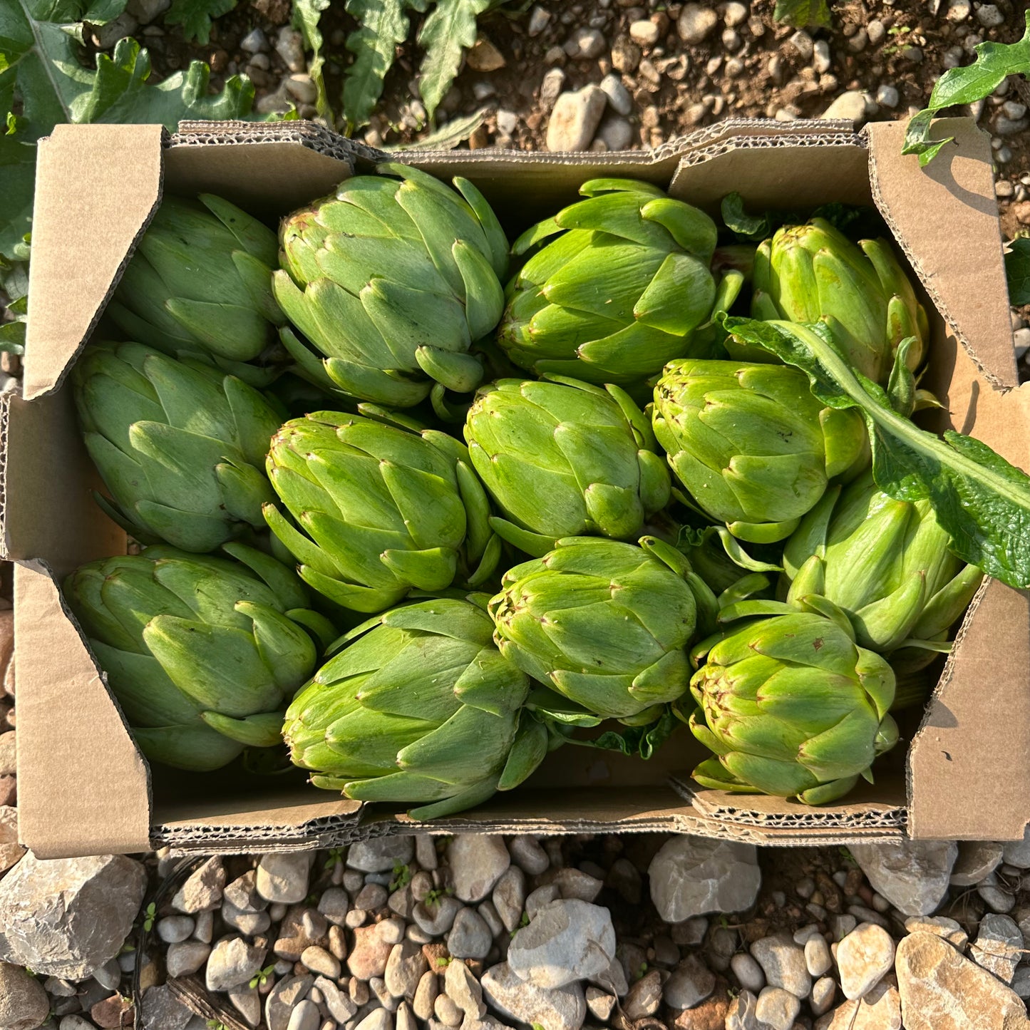 Benicarló artichoke