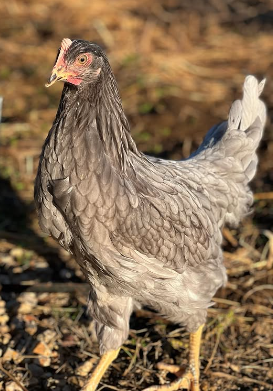 Estanis Santaeulària