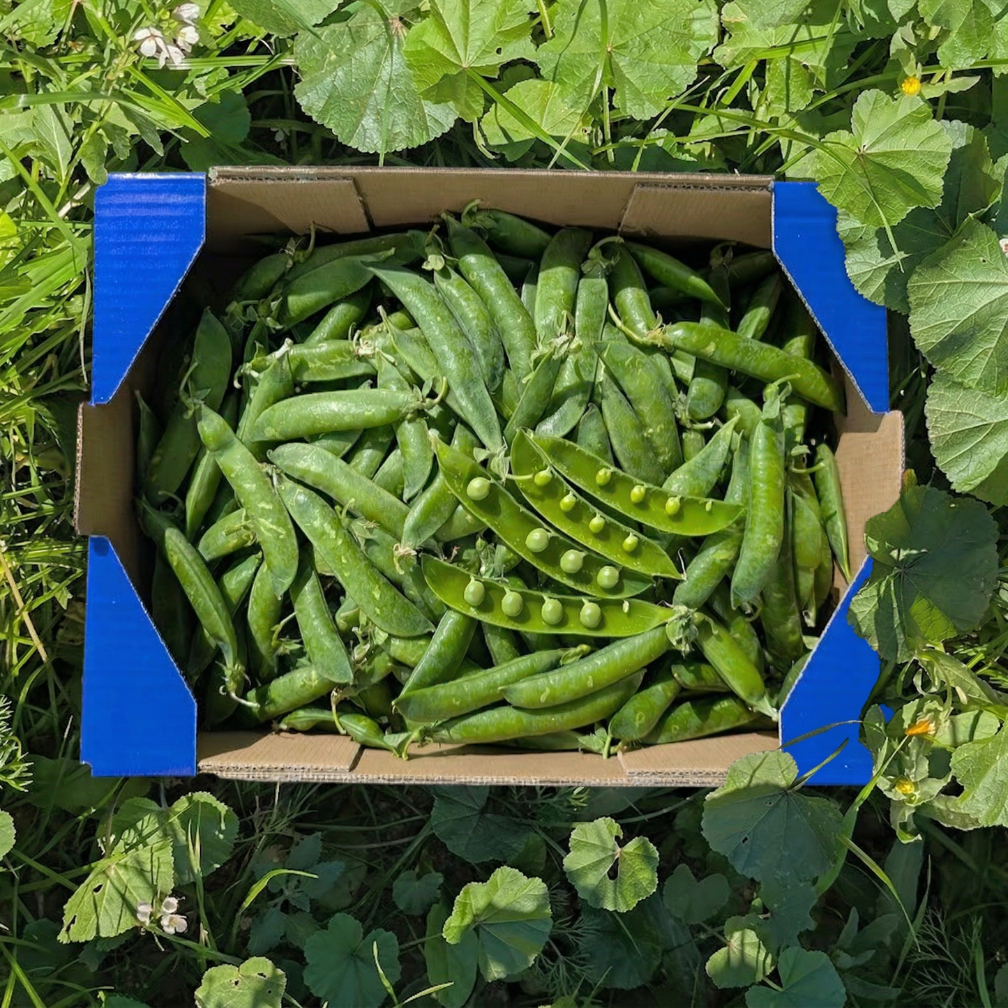 Guisantes de Nuestros Agricultores