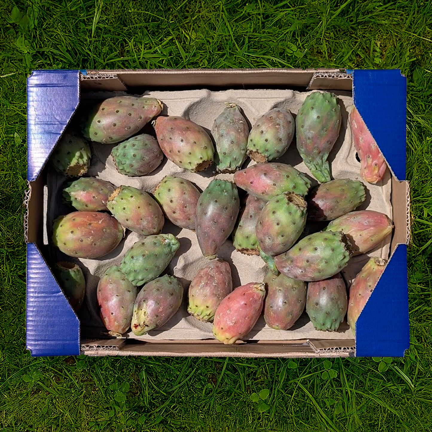 Higo Chumbo de Nuestros Agricultores