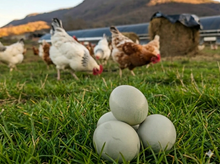 Huevos Orgánicos Premium - 2 docenas