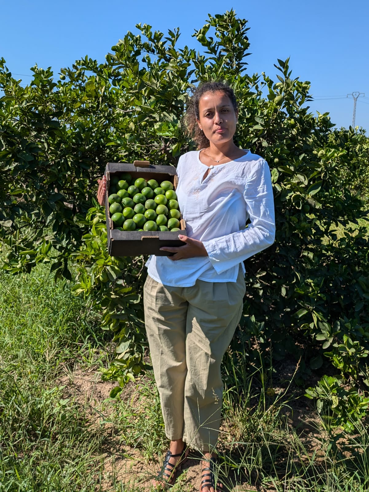 Lima de nuestros Agricultores de Sollana - Caja de 3,5kg aprox.