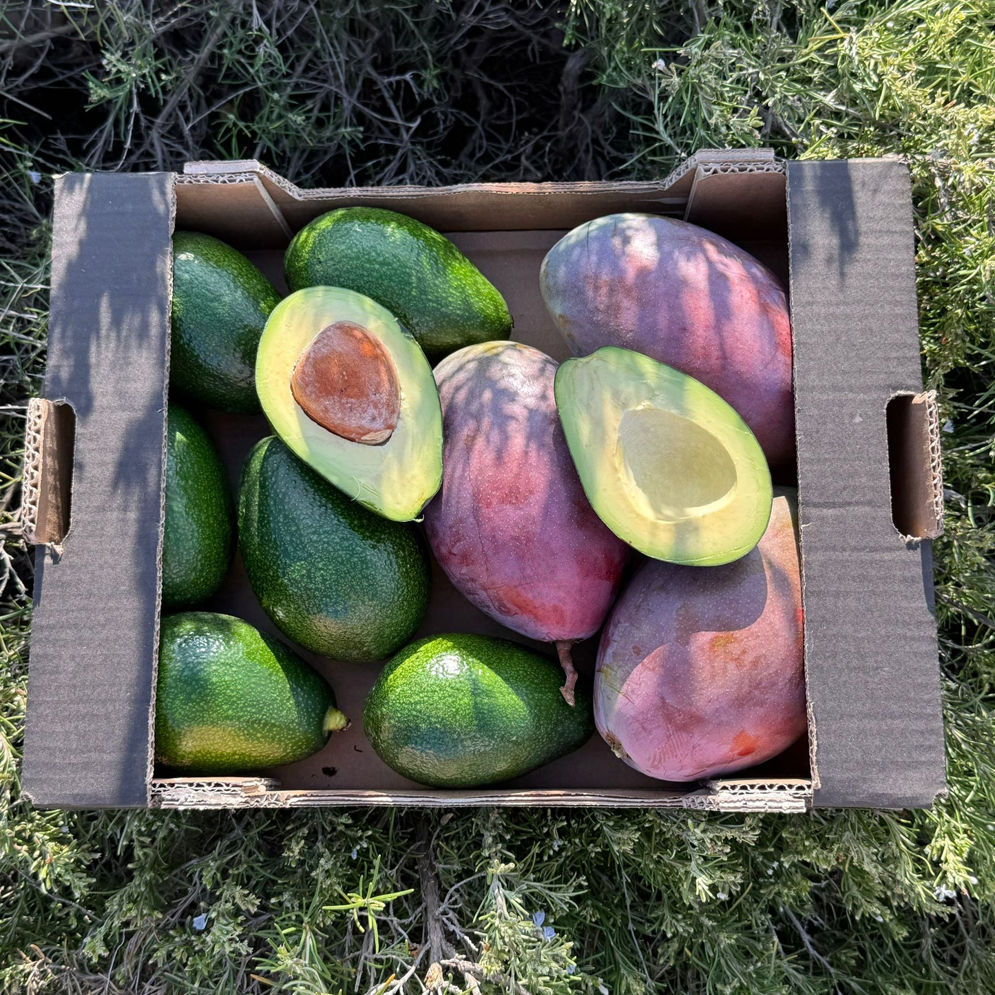 Avocado und Mango direkt von unseren Landwirten – ca. 2 kg von jeder Frucht.