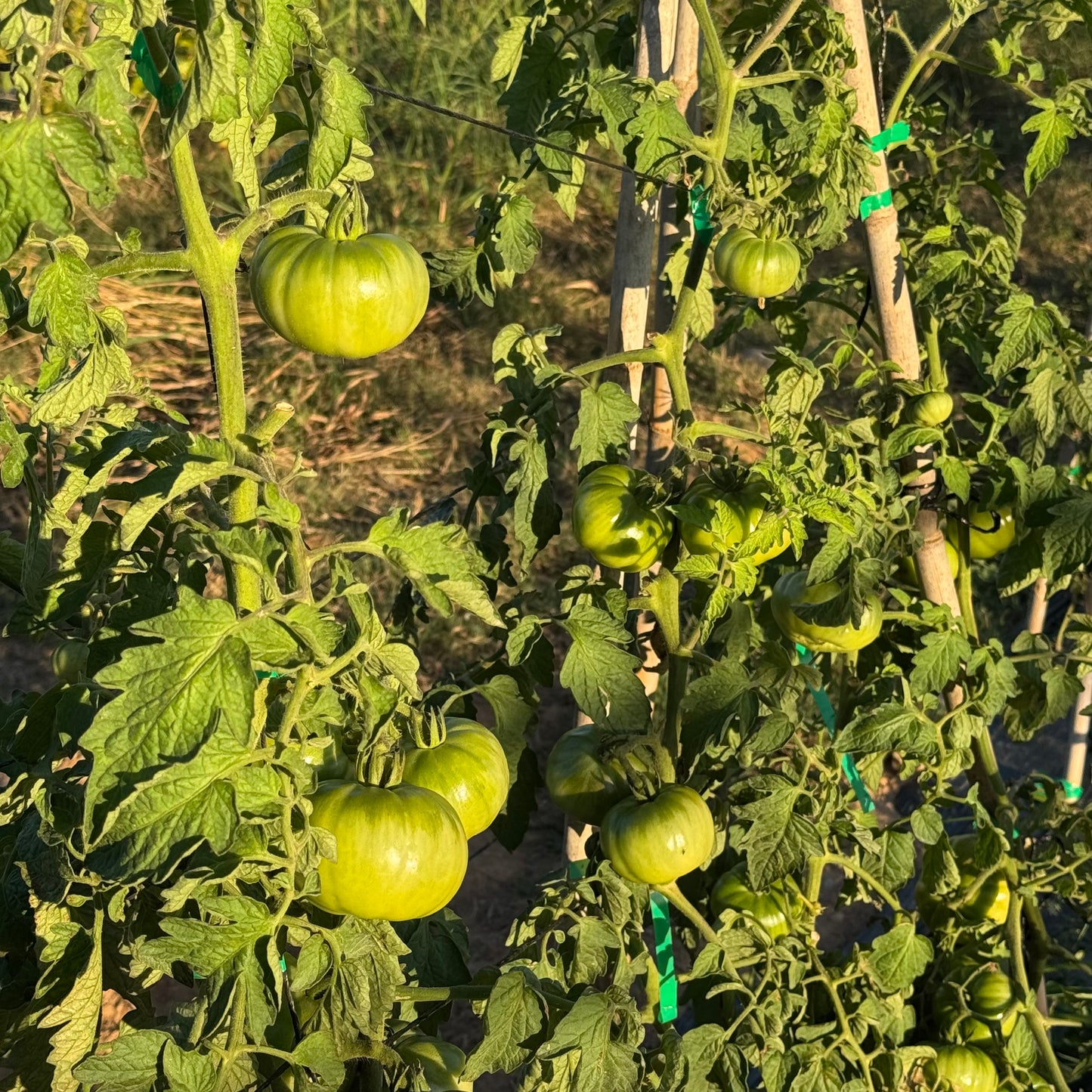 Tomate Ecológico de nuestro agricultor Pascual - 2kg aprox.